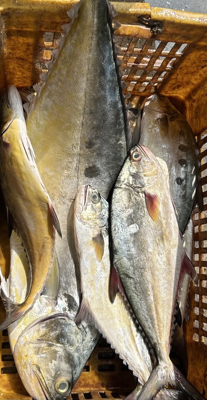 Fresh fish daily catch